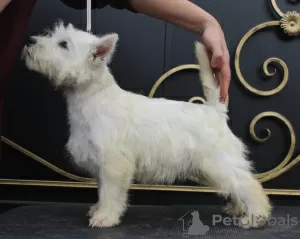 Photos supplémentaires: Chiot West Highland White Terrier d'Interchampion