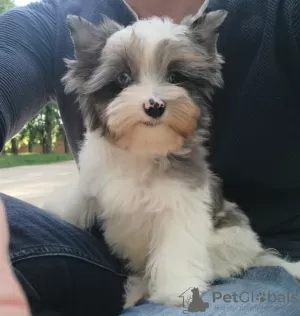 Photo №1. yorkshire terrier - à vendre en ville de Minsk | Gratuit | Annonce №50450