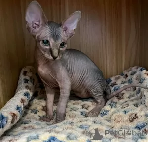 Photo №3. Chaton sphynx prêt pour l'adoption. France