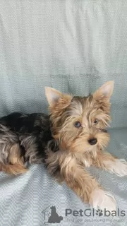 Photos supplémentaires: Yorkie aux yeux bleus