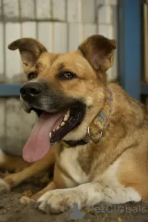 Photos supplémentaires: Le sympathique chien de compagnie Tengri est à la recherche d'un foyer !