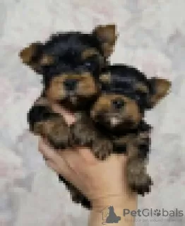 Photo №1. yorkshire terrier - à vendre en ville de Parkano | 320€ | Annonce №120626