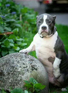 Photo №1. american bully - à vendre en ville de Saint-Pétersbourg | Négocié | Annonce №2919