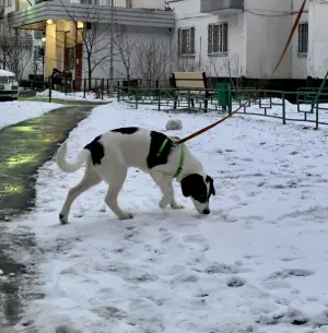 Photos supplémentaires: Chien entre de bonnes mains