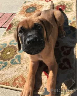 Photo №3. Chiots Dogue anglais. Suisse