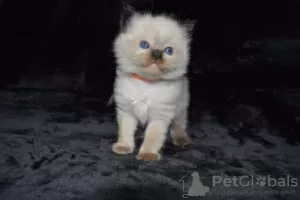 Photo №4. Je vais vendre ragdoll en ville de Бернау. annonce privée, de la fourrière - prix - 400€