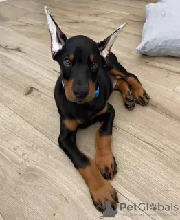 Photo №1. dobermann - à vendre en ville de Helsinki-Uusimaa | 600€ | Annonce №129771