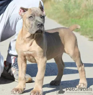 Photos supplémentaires: Chiots Cane Corso disponibles à la vente.