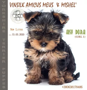 Photo №4. Je vais vendre yorkshire terrier en ville de Jytomyr. de la fourrière, éleveur - prix - 547€