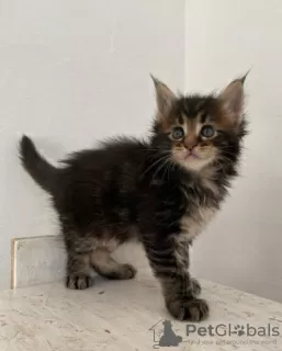 Photo №1. maine coon - à vendre en ville de Тюрнхаут | Gratuit | Annonce № 128888