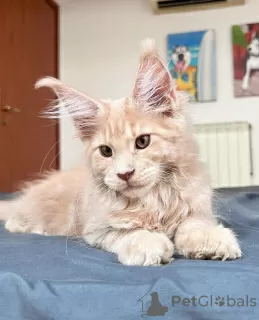 Photo №1. maine coon - à vendre en ville de Berlin | 400€ | Annonce № 104586