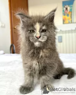 Photo №1. maine coon - à vendre en ville de Berlin | 300€ | Annonce № 103716