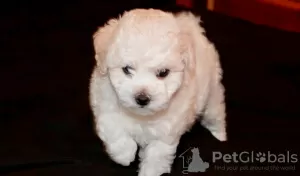 Photos supplémentaires: Chiots bichon frisé à vendre