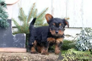 Photo №4. Je vais vendre yorkshire terrier en ville de Oberhausen.  - prix - 610€