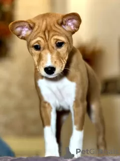 Photos supplémentaires: Chiots Basenji. Chien africain qui n'aboie pas.