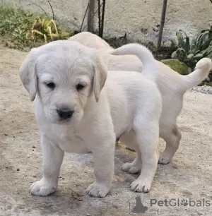 Photos supplémentaires: Labradoodles