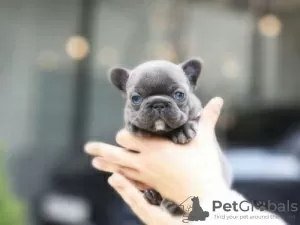 Photo №2 de l'annonce № 64578 de la vente bouledogue - acheter à Allemagne annonce privée