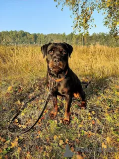 Photos supplémentaires: Rottweiler Polyn est prêt pour la résidence permanente !