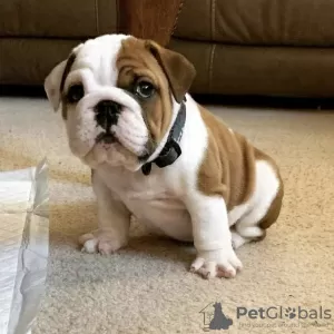 Photo №1. bulldog anglais - à vendre en ville de Мадрид | négocié | Annonce №116153