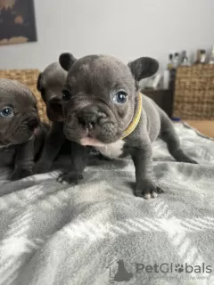 Photo №1. bouledogue - à vendre en ville de Miami | 284€ | Annonce №93435