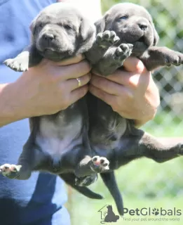 Photos supplémentaires: Chiots cane corso