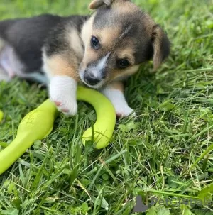 Photo №2 de l'annonce № 75579 de la vente welsh corgi - acheter à La Grande-Bretagne annonce privée