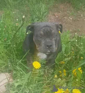 Photo №1. american bully - à vendre en ville de Ivanovo | 929€ | Annonce №19965