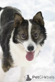 Photos supplémentaires: Merveilleux chien Hanik cherche une maison!