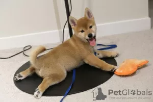 Photo №1. shiba - à vendre en ville de Братислава | négocié | Annonce №71121