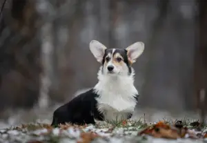 Photos supplémentaires: Fille Welsh Corgi Pembroke