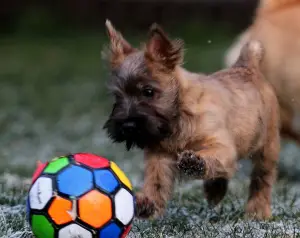 Photos supplémentaires: Filles Cairn Terrier