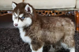 Photo №4. Je vais vendre husky de sibérie en ville de Vilnius. annonce privée - prix - 350€