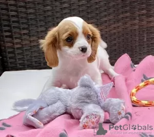 Photo №1. cavalier king charles spaniel - à vendre en ville de Вилкавишкис | 284€ | Annonce №40977