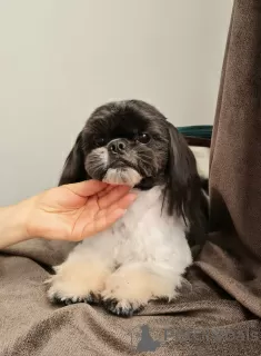 Photo №4. Je vais vendre shih tzu en ville de Клуж. éleveur - prix - 1000€