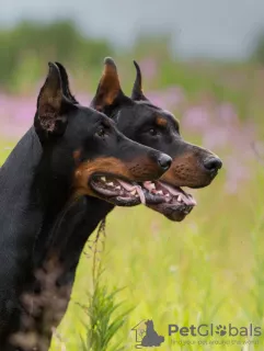 Photos supplémentaires: Chiots Dobermann - Dan Smile Helgi et Adal Eskae Vangard, nés le 25.08.2020.