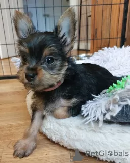 Photos supplémentaires: Il reste 2 superbes chiots Yorkshire Terrier (âgés de 10 semaines)