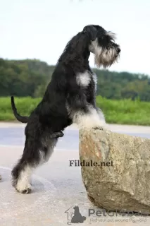 Photos supplémentaires: Chiots Schnauzer nain