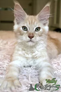 Photo №1. maine coon - à vendre en ville de Saint-Pétersbourg | 556€ | Annonce № 10590