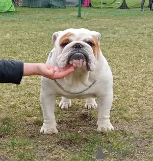 Photos supplémentaires: Bouledogue anglais FCI