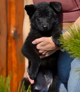 Photo №2 de l'annonce № 4677 de la vente berger allemand - acheter à Ukraine éleveur