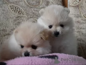 Photos supplémentaires: Spitz de Poméranie et de Poméranie, chiots