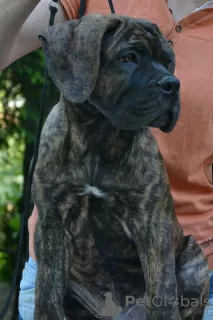 Photos supplémentaires: chiots cane corso