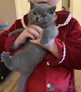 Photos supplémentaires: chaton british shorthair