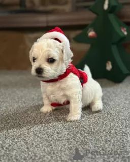 Photo №4. Je vais vendre bichon à poil frisé en ville de Floride.  - prix - 3365€