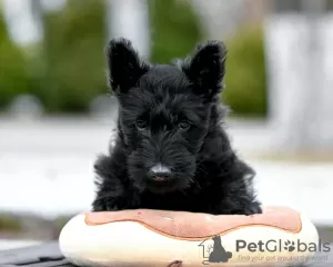 Photo №1. terrier écossais - à vendre en ville de Minsk | négocié | Annonce №18317