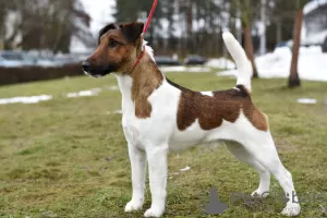 Photo №2 de l'annonce № 112244 de la vente fox-terrier - acheter à Biélorussie de la fourrière