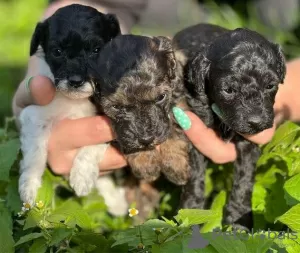 Photo №3. Chiots caniches miniatures à adopter. Allemagne