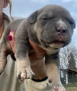 Photo №1. american bully - à vendre en ville de Mladenovac | négocié | Annonce №93078