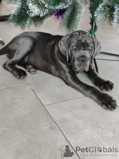 Photo №1. cane corso - à vendre en ville de Balakovo | négocié | Annonce №82767