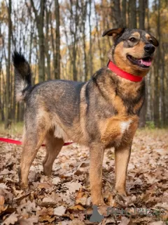 Photos supplémentaires: L'adorable chien Axel cherche un foyer !